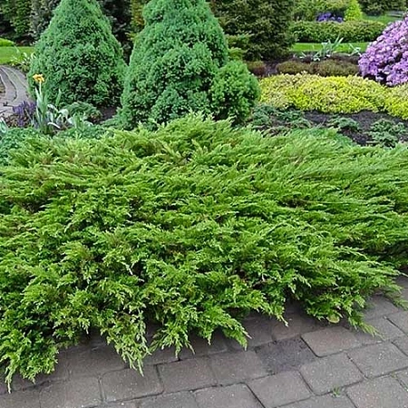 Можжевельник Тамарисцифолия С3