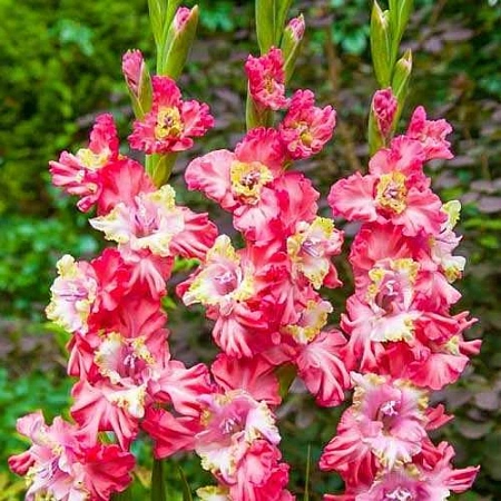 Гладиолус Broken Heart Frizzle (5 шт. в уп.)