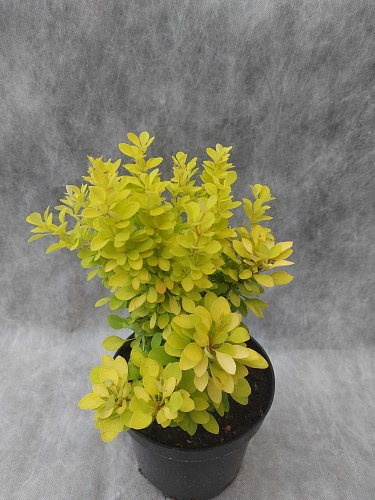 Барбарис Maria тунберга 30-40 см Барбарис Maria тунберга 30-40 см