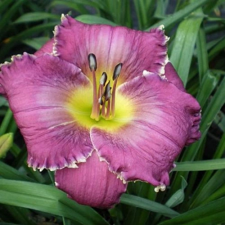 Лилейник Face of the Stars (1 шт. в уп.) Лилейник Face of the Stars (1 шт. в уп.)