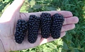 Ежевика бесшипная Блек Сатин Ежевика бесшипная Блек Сатин