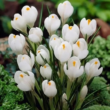 Крокус Large White (10 шт. в уп.)