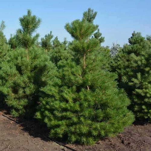 Сосна обыкновенная С3 Сосна обыкновенная С3