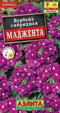 Вербена Маджента, 10 шт