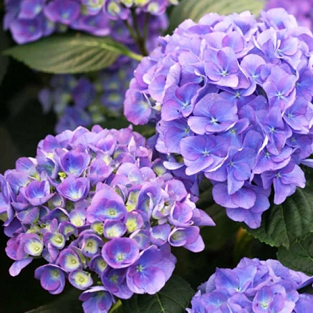 Гортензия крупнолистная Jip Blue 15-25 см