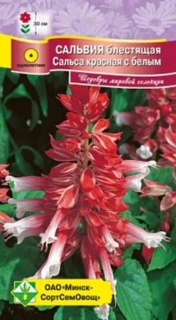 Сальвия блестящая Сальса красная с белым, 10 шт (МССО) Сальвия блестящая Сальса красная с белым, 10 шт (МССО)