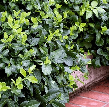 Бересклет Форчуна Колоратус С2