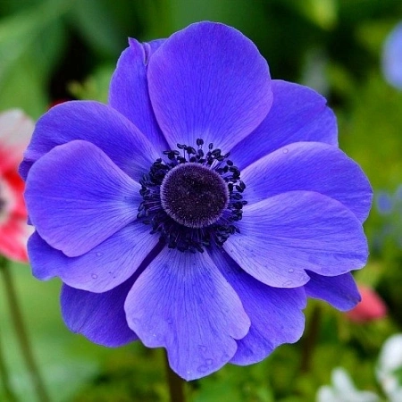 Анемона Мистер Фоккер 1 шт. Анемона Мистер Фоккер 1 шт.