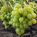 Виноград Супер Экстра Виноград Супер Экстра