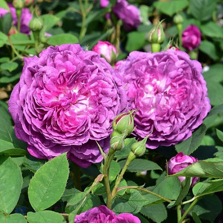 Роза историческая Рэн дэ Виолетт (Reine des Violettes) пурпурная С4