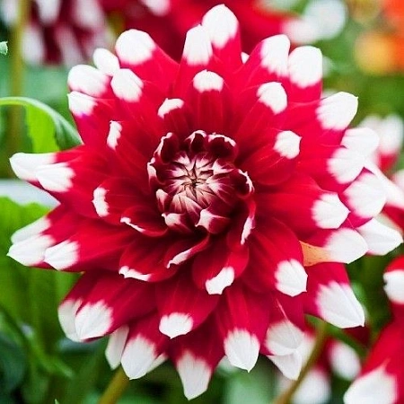 Георгина Decorative Duet