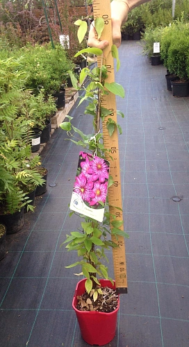 Клематис Kaiser (Кайсер) Клематис Kaiser (Кайсер)