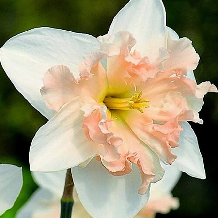 Нарцисс Palmares (5 шт. в уп.)