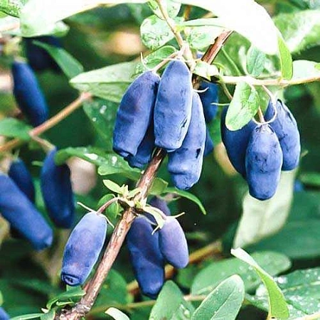 Жимолость Сибирячка съедобная С3 Жимолость Сибирячка съедобная С3