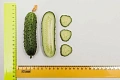 Огурец Шоша F1, 1 г (ПАРТНЕР) Огурец Шоша F1, 1 г (ПАРТНЕР)