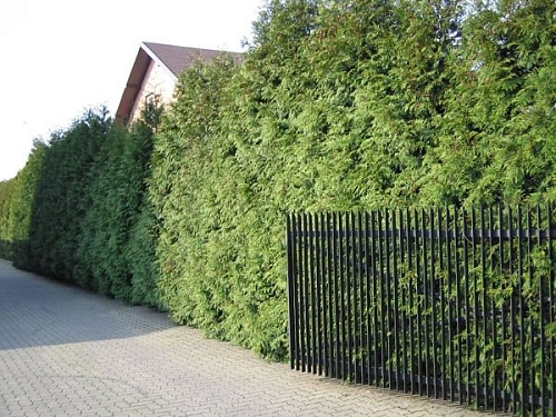 Туя западная Колумна 100-110 см Туя западная Колумна 100-110 см