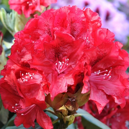 Рододендрон Erato 15-25 см Рододендрон Erato 15-25 см