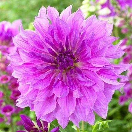 Георгина Lavender Ruffles (уп. 1 шт)