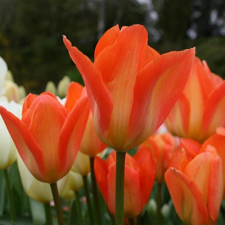 Тюльпан Purissima King (5 шт. в уп.)