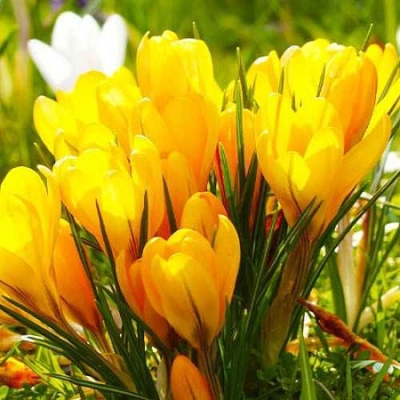 Крокус Golden Yellow (10 шт. в уп.)