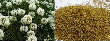 Клевер белый, 500 г