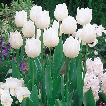 Тюльпан White Prince (5 шт. в уп.)