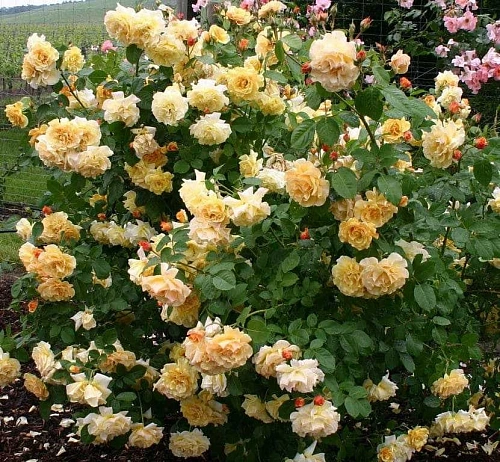 Роза плетистая Постильон Роза плетистая Постильон