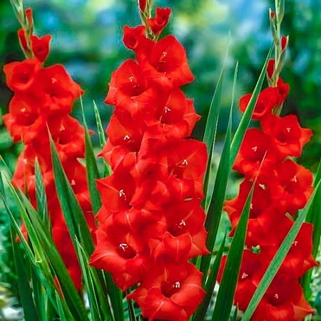 Гладиолус Matchpoint (7 шт. в уп.)