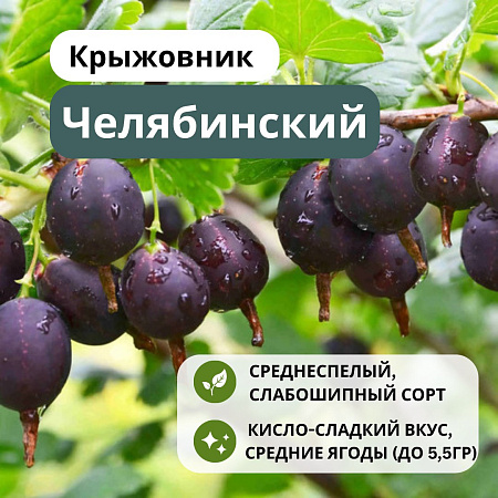 Крыжовник Челябинский слабошипный С5