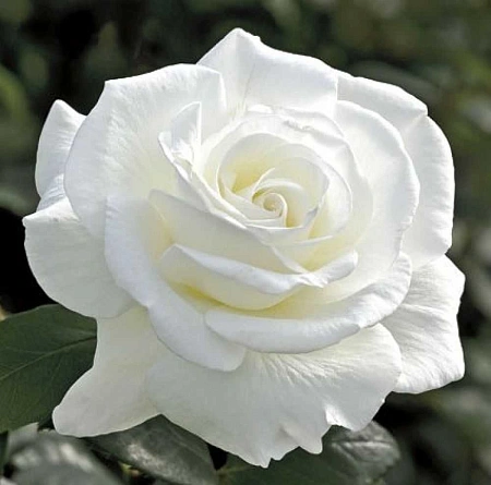 Роза чайно-гибридная Акито (Akito) Сербия