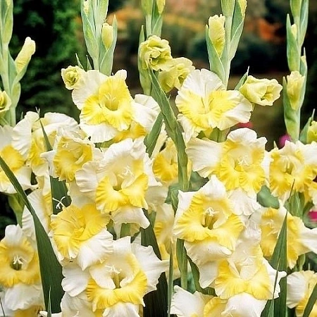 Гладиолус Buggy (5 шт. в уп.)