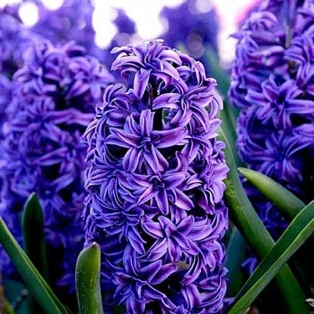 Гиацинт Double Isabelle (2 шт. в уп.)