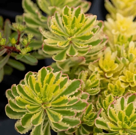 Очиток (Седум) The Edge камчатский