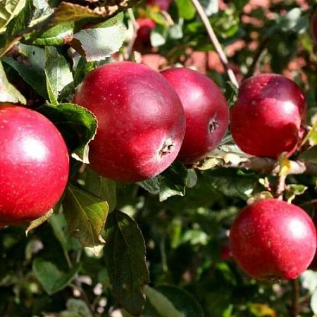 Яблоня Венгерский рубин (однолетка) Яблоня Венгерский рубин (однолетка)