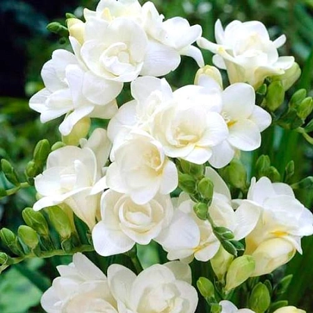 Фрезия Double White (уп. 10 шт)
