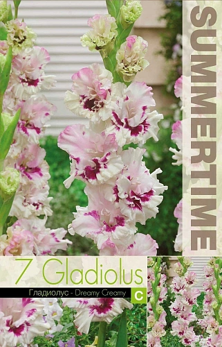 Гладиолус Dreamy Creamy (уп. 7 шт) Гладиолус Dreamy Creamy (уп. 7 шт)