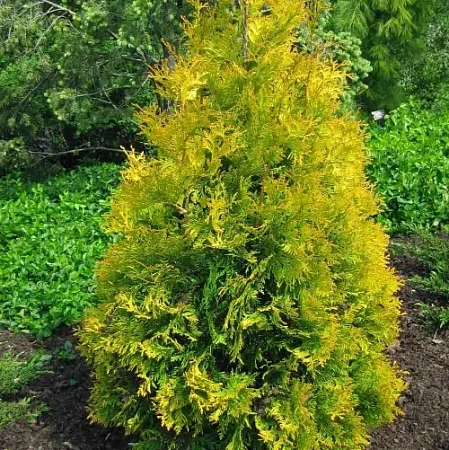Туя западная Еллоу Риббон (Yellow Ribbon) 180 см