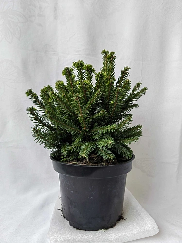 Ель Пумила Глаука d-20 см обыкновенная Ель Пумила Глаука d-20 см обыкновенная