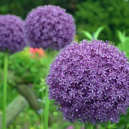 Аллиум Ambassador (1 шт. в уп.)