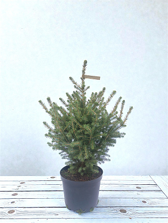Ель сизая 80-100 см в горшке