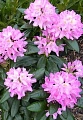 Рододендрон Delta Рододендрон Delta