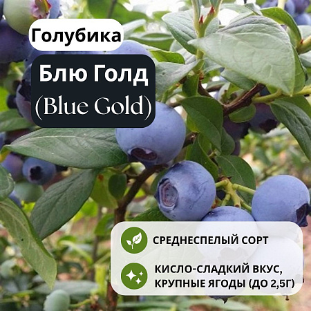 Голубика Блю Голд (Blue Gold) С1,5 Голубика Блю Голд (Blue Gold) С1,5
