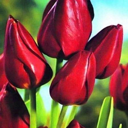 Тюльпан Wallflower (5 шт. в уп.)