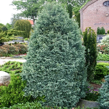 Кипарисовик Булевард горохоплодный 30 см С5