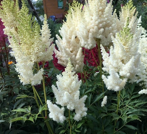 Астильба Вайс Глория (Weisse Gloria) C3 Астильба Вайс Глория (Weisse Gloria) C3