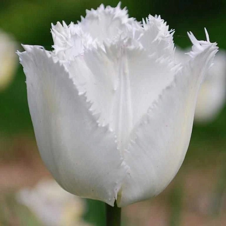 Тюльпан Swan Wings