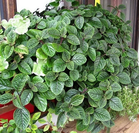 Плектрантус