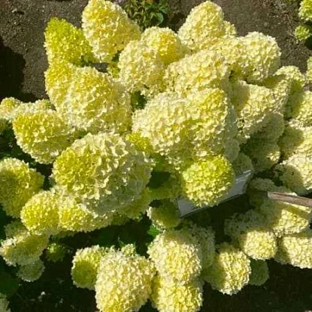 Гортензия Lemonlight метельчатая С3 2-хлетка