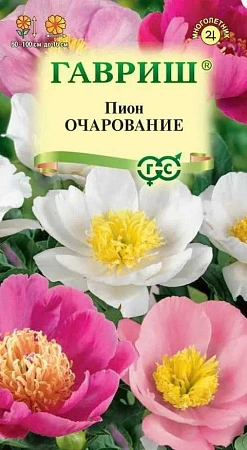 Пион Очарование молочноцветковый многолетник, 3 шт (Гавриш)
