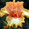 Ирис germanica Orange Ирис germanica Orange